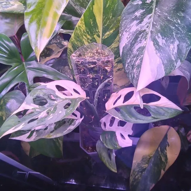 How To Variegate Your Monstera Plant For Gorgeous Patterned Leaves image 3