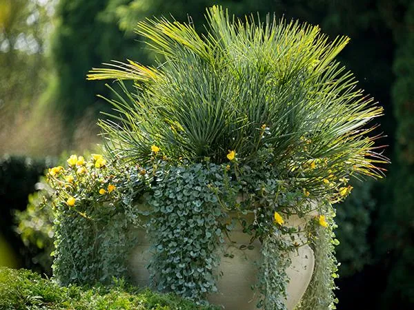 Beautiful Cascading Flowers to Bring Life to Your Pots and Planters image 2