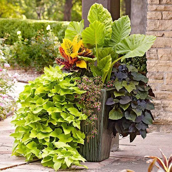 Beautiful Cascading Flowers to Bring Life to Your Pots and Planters image 4