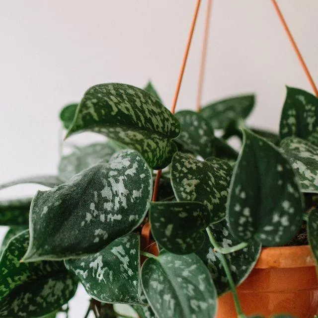 How to Care for Cascading Green Houseplants and Make Your Home Feel Like a Jungle image 2