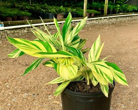 How to Variegate Plants – A Step-by-Step Guide to Creating Beautful Variegated Plants photo 3