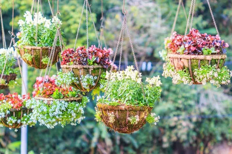 Cascading Plants: Hanging Basket Ideas and Care Tips for a Wall of Greenery image 2