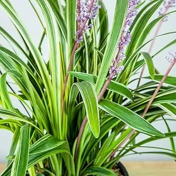 How to Variegate Plants at Home: A Guide to Creating Beautiful Variegated Plants photo 2