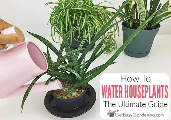 How to Properly Water Indoor Hanging Plants for Healthy Growth photo 4