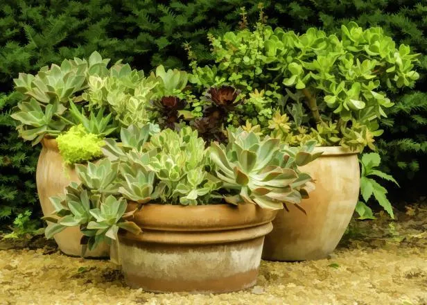 Beautiful Container Gardening with Cascading Plants image 4