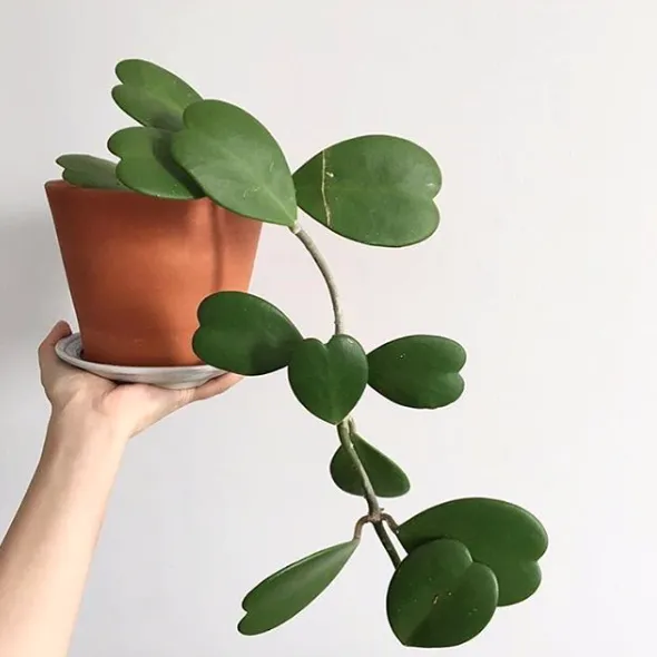 Hoya Plant Care Guide: Getting Your Cat to Leave Your Hoya Plants Alone image 2