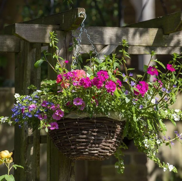 Beautiful Cascading Plants to Grow in Pots: Care Tips and Varieties photo 2