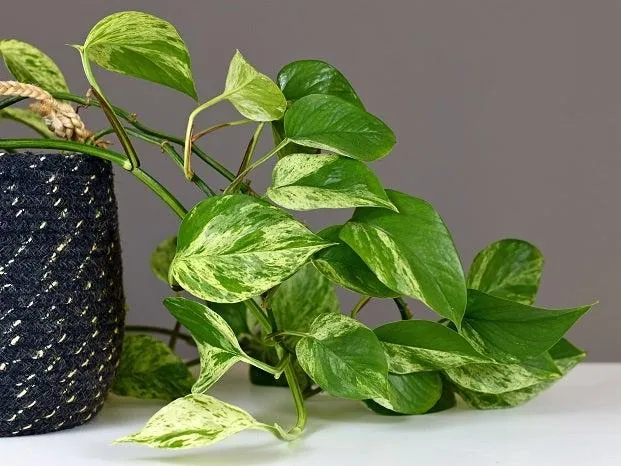 Is Hoya Carnosa Safe for Cats? Learn If Pothos Plants Are Toxic to Felines photo 2