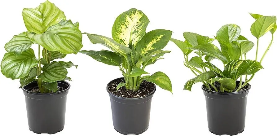 Is Hoya Carnosa Safe for Cats? Learn If Pothos Plants Are Toxic to Felines photo 4