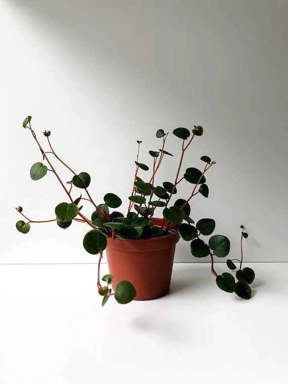 How to Care for Cascading Houseplants: Tips for Growing Indoor Trailing Plants photo 3