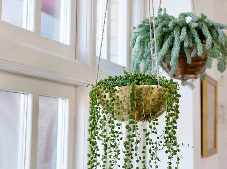 How to Care for Cascading Houseplants: Tips for Growing Indoor Trailing Plants photo 4