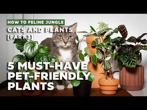 Is Your Hoya Plant Safe for Cats? What You Need to Know About Cat-Safe Houseplants photo 2