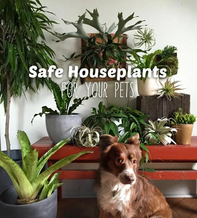 Is Your Hoya Plant Safe for Cats? What You Need to Know About Cat-Safe Houseplants photo 3