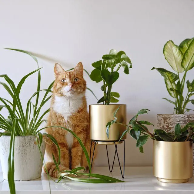 How to Keep Your Hoya Plants Safe from Cats image 4