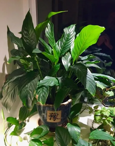 The Unique Care and Growth of Cast Iron Plants as Peaceful Houseplants for Cats image 4