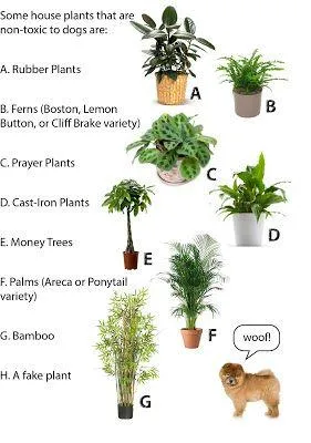 Is Cast Iron Plant Poisonous to Dogs and Cats? Is the Popular Houseplant Safe for Pets? photo 4