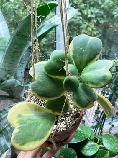 How to Care for Hoya Heart Plants as Indoor Cats photo 3