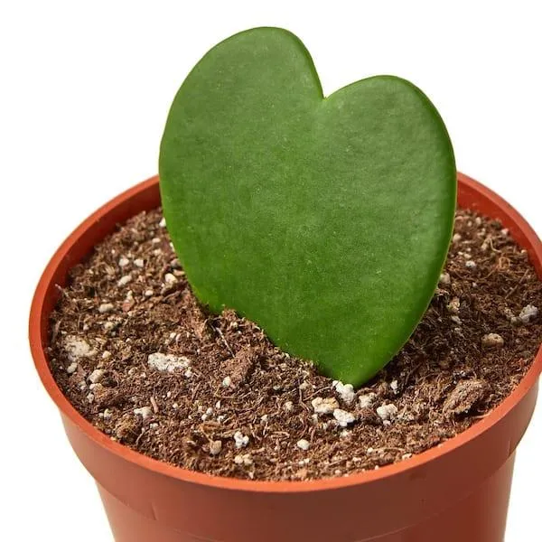 How to Care for Hoya Heart Plants as Indoor Cats photo 4