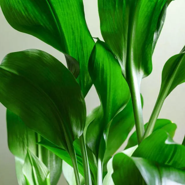 Is Cast Iron Plant Safe for Dogs? Learn About the Toxicity of Aspidistra Elatior image 4