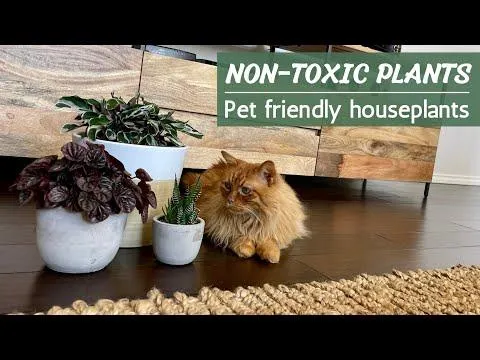 Cat and Dog Safe Houseplants – A Guide to Non-Toxic Indoor Plants for Pets image 2