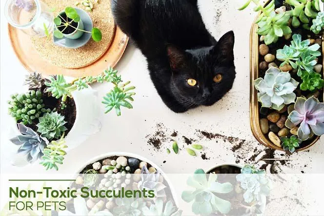 Is Hoya Safe for Cats? A Guide to Non-Toxic Houseplants for Feline Friends photo 2