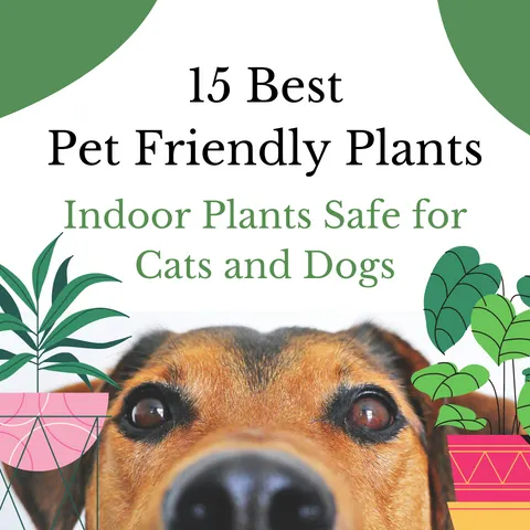 Is Hoya Safe for Cats? A Guide to Non-Toxic Houseplants for Feline Friends photo 4