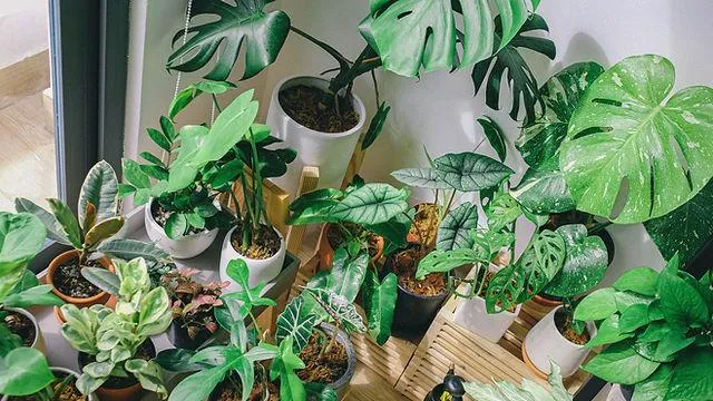 How Cats and Monsteras Become the Perfect Plant Pals: Caring for Your Feline and Your Houseplant image 4