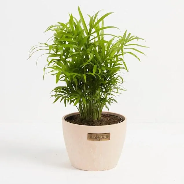 All About Keeping Cat Safe Plants Like Chamaedorea elegans For Indoor Pets photo 2