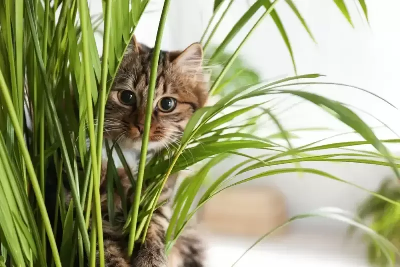 All About Keeping Cat Safe Plants Like Chamaedorea elegans For Indoor Pets photo 3