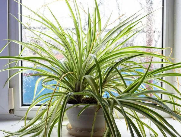 All About Keeping Cat Safe Plants Like Chamaedorea elegans For Indoor Pets photo 4