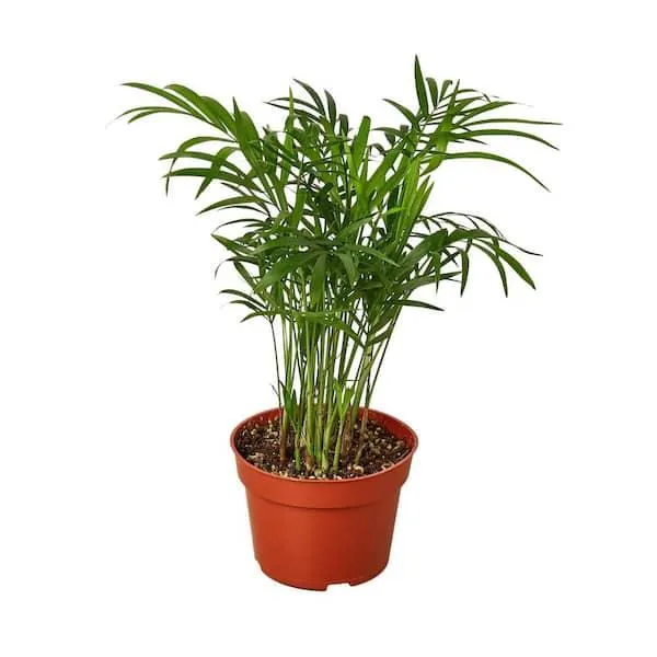 Is Chamaedorea elegans (Parlor Palm) Safe for Dogs? Everything You Need to Know