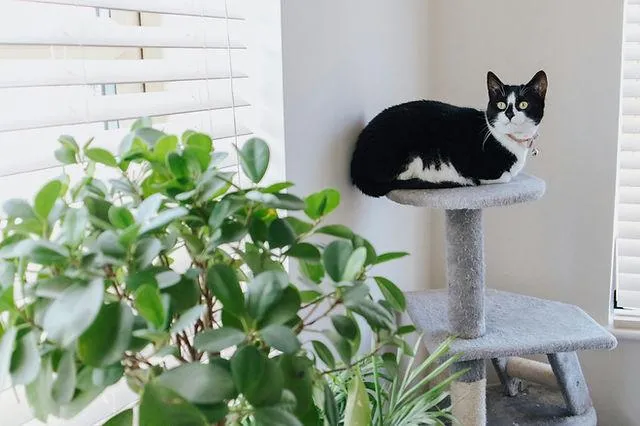 Is Hypoestes Toxic to Cats? A Guide to Poisonous Houseplants for Felines photo 2