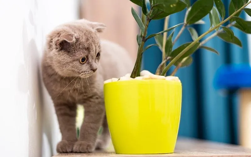 Is Hypoestes Toxic to Cats? A Guide to Poisonous Houseplants for Felines photo 4