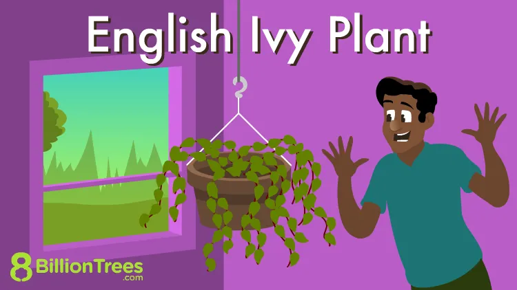 Common Ivy Care: Tips for Growing and Maintaining English Ivy image 2