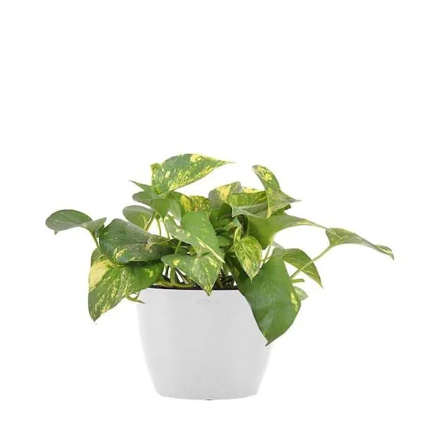 Top 6 Most Common Ivy Houseplants – How to Care for Pothos, English Ivy and More image 4