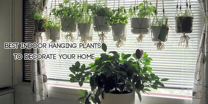 The Best Indoor Hanging Flowering Plants to Beautify Your Home photo 2