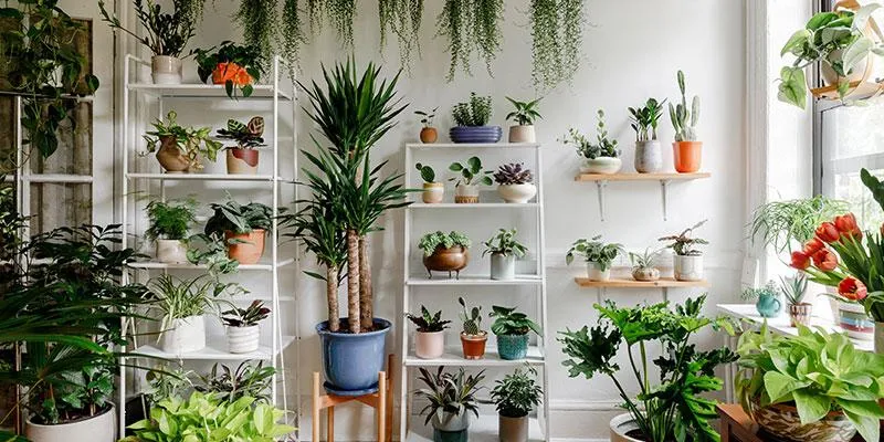 Best Indoor Hanging Plants for Your Home – Care Tips and Varieties photo 2