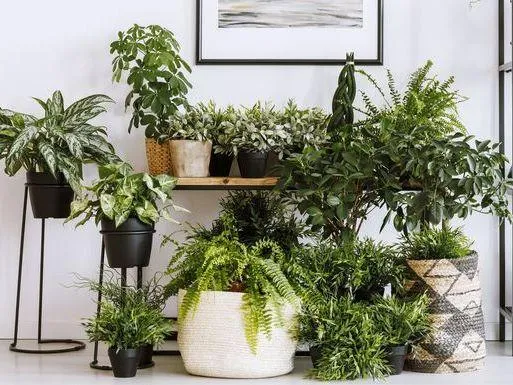 Cool Hanging Plants to Add Style and Personality to Your Home image 2