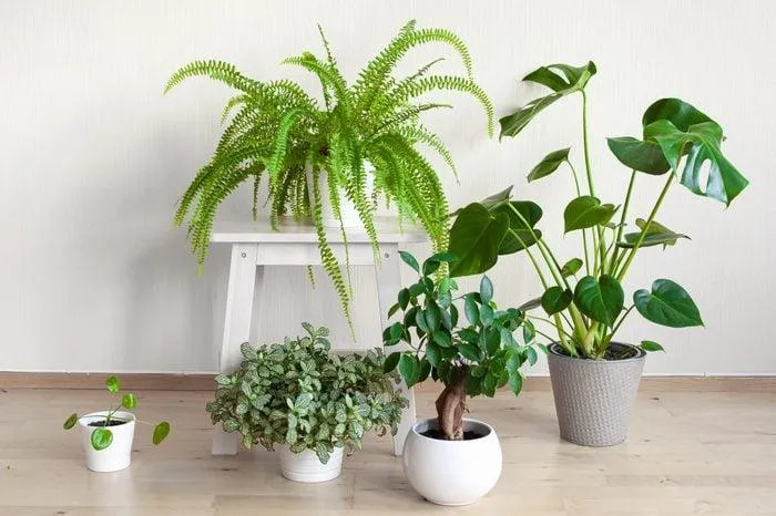 The Best Indoor Hanging Plants That Thrive in Low Light or No Sunlight Conditions photo 3