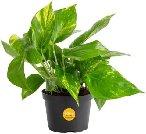 How to Care for Hanging Pothos Plants Indoors photo 2