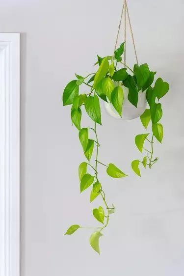 How to Care for Hanging Pothos Plants Indoors photo 3