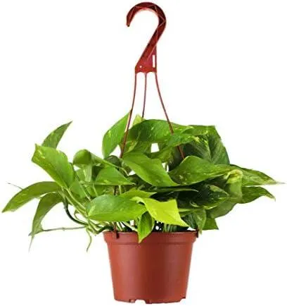 How to Care for Hanging Pothos Plants Indoors photo 4