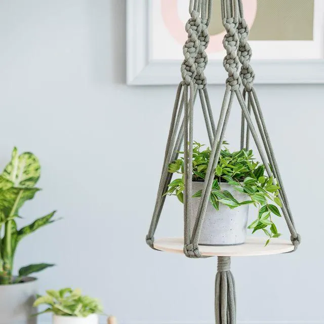 The Best Indoor Hanging Plants for any Room – How to Care for Hanging Wall Plants image 2