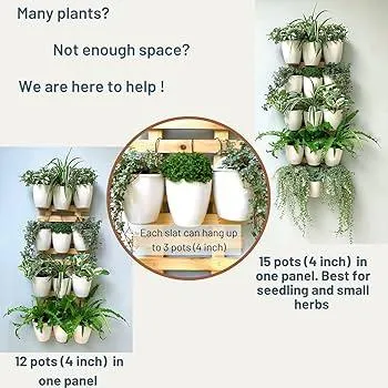 The Best Indoor Hanging Plants for any Room – How to Care for Hanging Wall Plants image 3