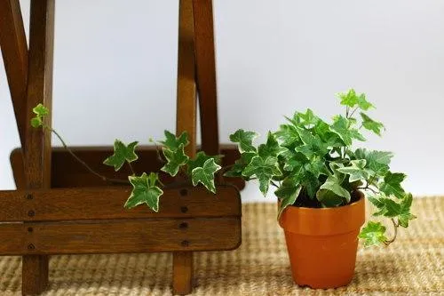 Care and Growth of English Ivy (Hedera Helix) Indoors – Tips for Growing Ivy Plants as Houseplants photo 4