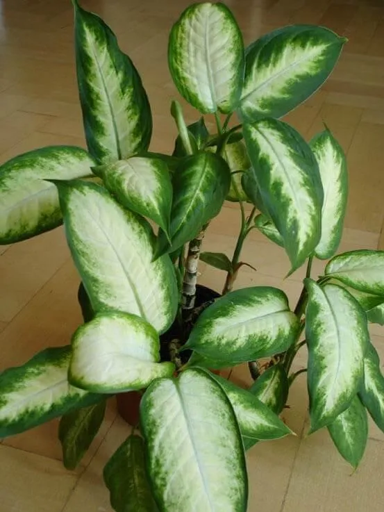 Care Guide for Watering Your Dieffenbachia With a Wick photo 2