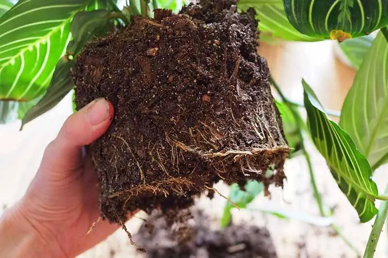 Do Philodendron Brasil Thrive When Their Roots Become Tightly Packed in Their Pots? A Guide to Root Bound Philodendrons photo 4
