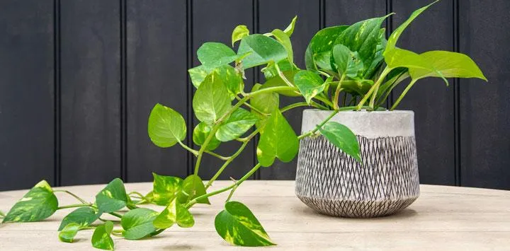 How to Care for Indoor Ivy Plants: Watering, Light, and Pruning Tips image 0