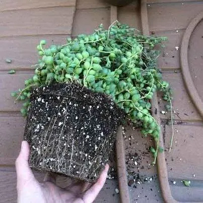 Do String of Hearts Plants Enjoy Being Root Bound? – A Guide to Caring for Root Bound String of Hearts image 4