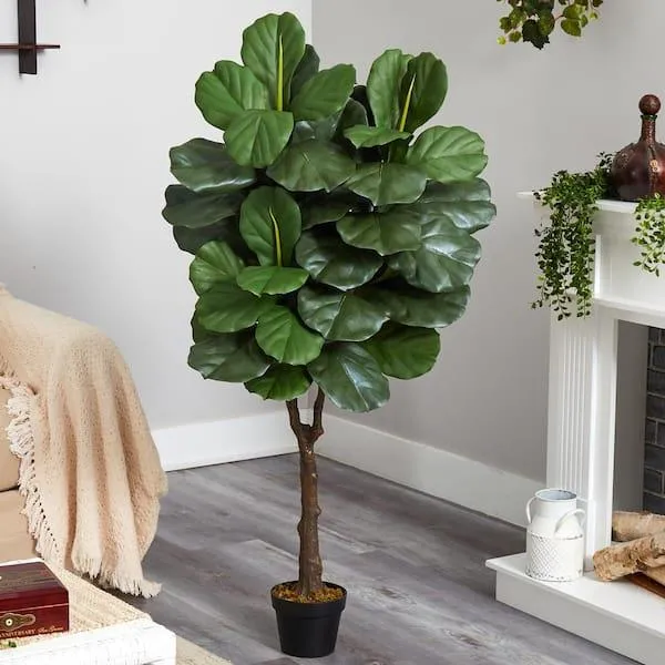 The Best Indoor Live Tree Plants to Add Cozy Natural Beauty to Your Home photo 4